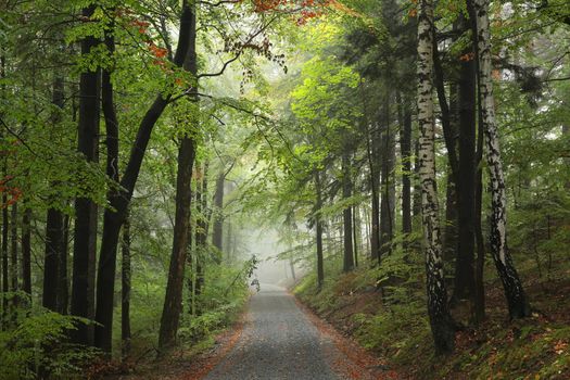 Forest path in misty weather