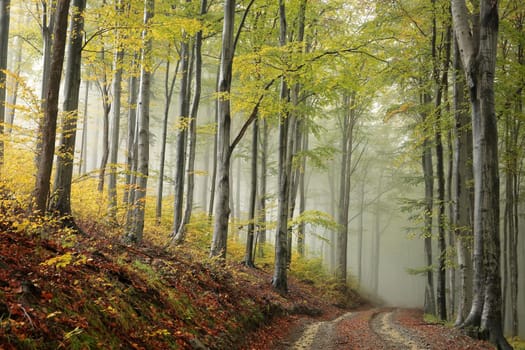 A trail among beech trees through an autumn forest in a misty rainy weather.