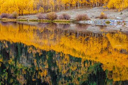 Beautiful yellow autumn aspen tree leaves. Taken near Silverton at the Million Dollar Highway, Colorado Rocky Mountains, USA.