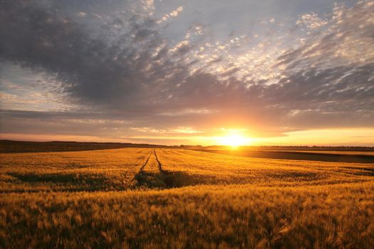 Sunrise over a field of grain.