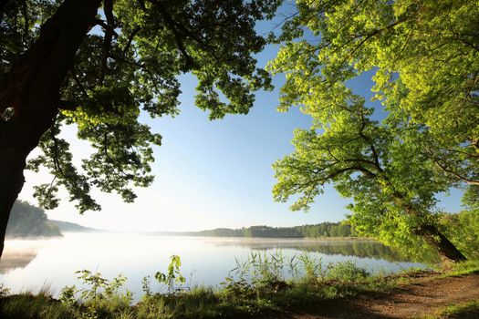 Oaks at the edge of a lake on a spring morning.