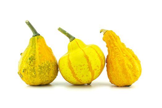 Colorful pumpkins and squashes isolated on white background