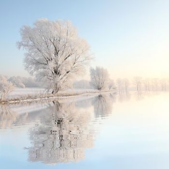 Frosty winter tree against a blue sky at dawn.