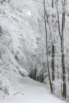 Forest trail among frosted trees during a snowfall.
