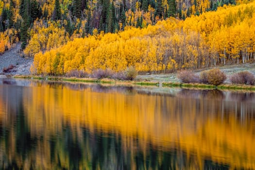 Beautiful yellow autumn aspen tree leaves. Taken near Silverton at the Million Dollar Highway, Colorado Rocky Mountains, USA.