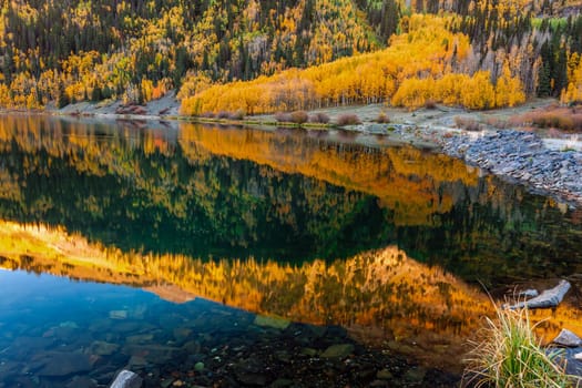 Beautiful yellow autumn aspen tree leaves. Taken near Silverton at the Million Dollar Highway, Colorado Rocky Mountains, USA.