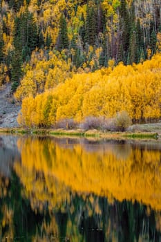 Beautiful yellow autumn aspen tree leaves. Taken near Silverton at the Million Dollar Highway, Colorado Rocky Mountains, USA.