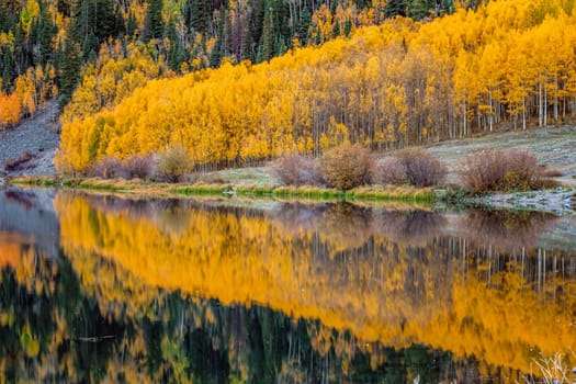 Beautiful yellow autumn aspen tree leaves. Taken near Silverton at the Million Dollar Highway, Colorado Rocky Mountains, USA.