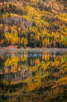 Beautiful yellow autumn aspen tree leaves. Taken near Silverton at the Million Dollar Highway, Colorado Rocky Mountains, USA.