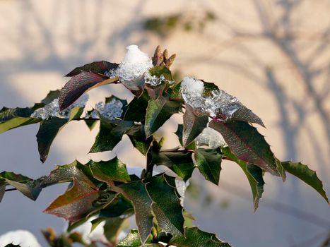 snow cap on Ilex in winter