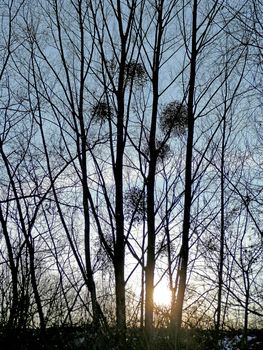 mistletoes in backlit in wintertime in Germany