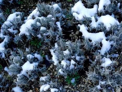 Lavender with snow caps in winter in Germany
