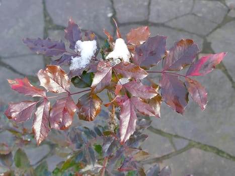 snow cap on Ilex in winter