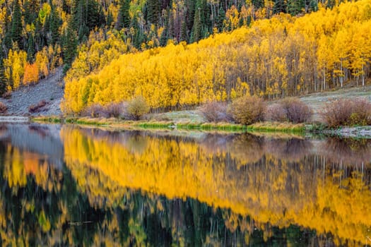 Beautiful yellow autumn aspen tree leaves. Taken near Silverton at the Million Dollar Highway, Colorado Rocky Mountains, USA.
