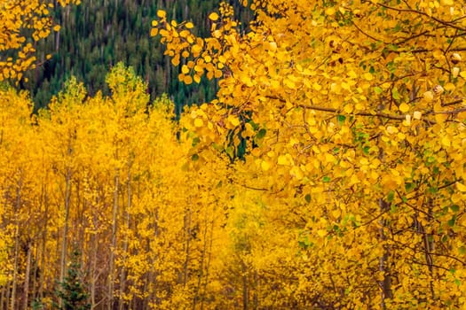 Maroon bells at autumn season in in Aspen Colorado, USA.