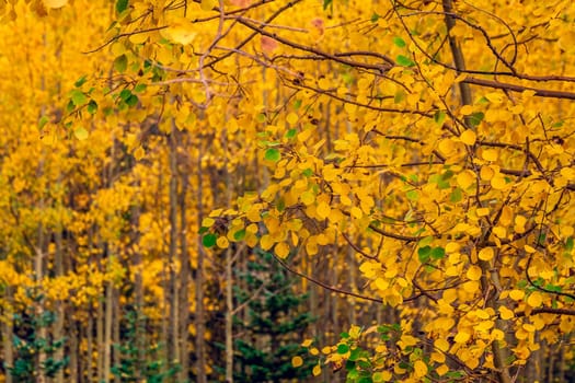 Maroon bells at autumn season in in Aspen Colorado, USA.