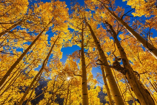Beautiful yellow autumn aspen tree leaves. Taken near Silverton at the Million Dollar Highway, Colorado Rocky Mountains, USA.