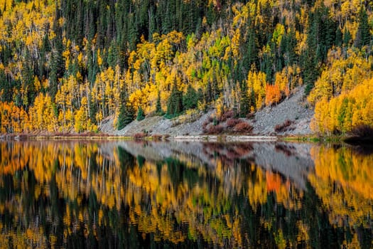 Beautiful yellow autumn aspen tree leaves. Taken near Silverton at the Million Dollar Highway, Colorado Rocky Mountains, USA.