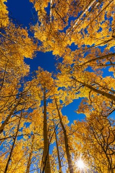Beautiful yellow autumn aspen tree leaves. Taken near Silverton at the Million Dollar Highway, Colorado Rocky Mountains, USA.