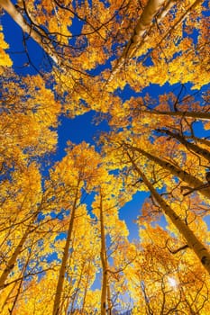 Beautiful yellow autumn aspen tree leaves. Taken near Silverton at the Million Dollar Highway, Colorado Rocky Mountains, USA.