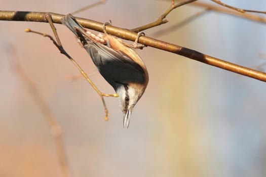 Nuthatch - Sitta europaea on a twig in the morning.