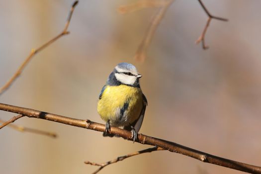 Blue tit - Parus caeruleus on a twig in the morning
