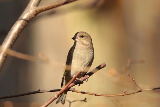 Greenfinch - Carduelis chloris on a branch.