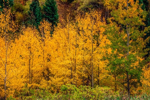 Maroon bells at autumn season in in Aspen Colorado, USA.
