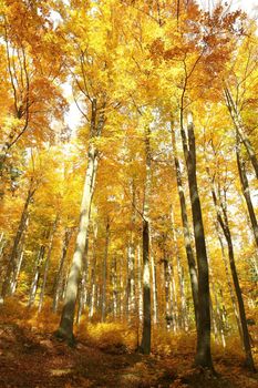Golden leaves of trees in autumn forest highlighted by morning sun.