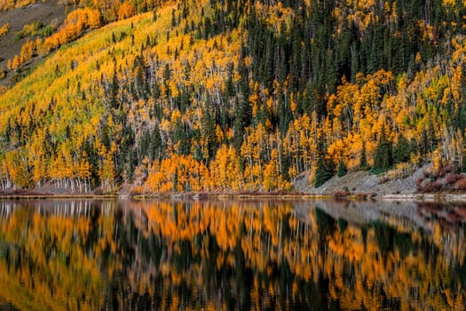Beautiful yellow autumn aspen tree leaves. Taken near Silverton at the Million Dollar Highway, Colorado Rocky Mountains, USA.