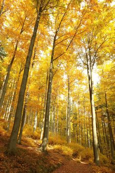 Golden leaves of trees in autumn forest highlighted by morning sun.