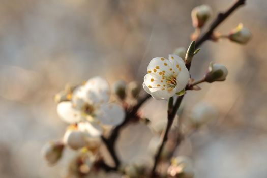 Spring flowers blooming on a tree at dawn