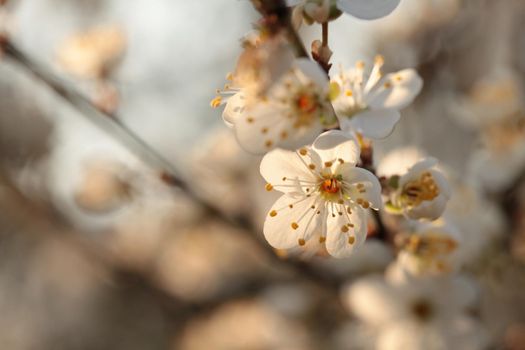 Spring flowers blooming on a tree at dawn