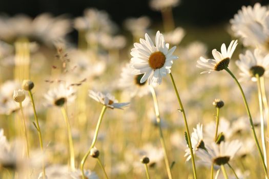 Daisies on a spring meadow at sunrise.