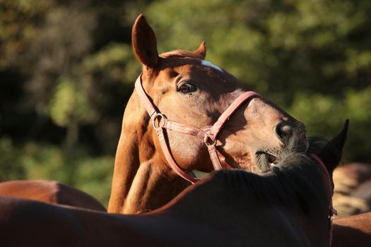 Stallion scratches another horse with his teeth.