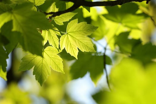 Sycamore maple leaves in the forest.