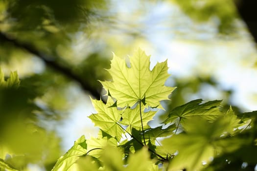 Spring maple leaves in the forest