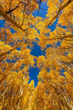 Beautiful yellow autumn aspen tree leaves. Taken near Silverton at the Million Dollar Highway, Colorado Rocky Mountains, USA.
