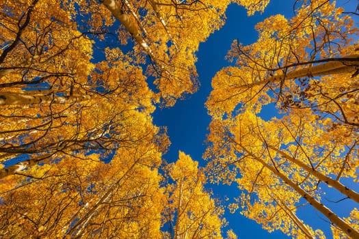 Beautiful yellow autumn aspen tree leaves. Taken near Silverton at the Million Dollar Highway, Colorado Rocky Mountains, USA.