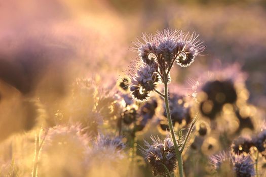 Lacy phacelia (Phacelia tanacetifolia) during sunrise.