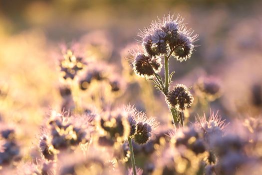 Lacy phacelia (Phacelia tanacetifolia) during sunrise.