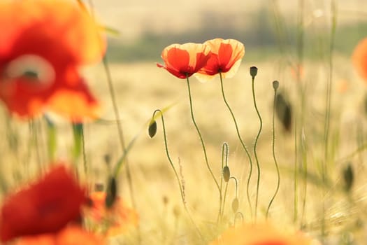 Poppies in the field at sunrise.