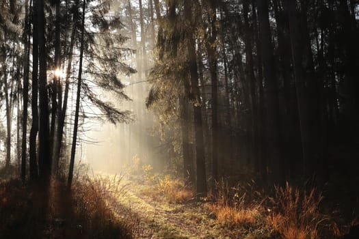 Trail through the forest to the top of the mountain on a sunny autumn morning.