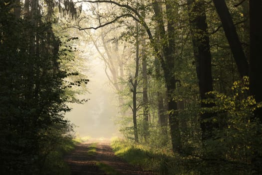 Country road through misty forest during sunrise.