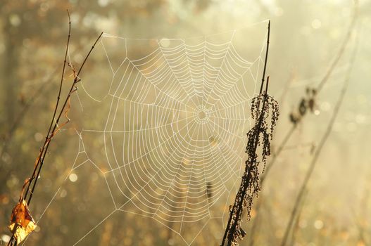 Spider web on a meadow during sunrise