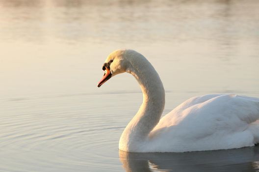 Swan on the lake at dawn.