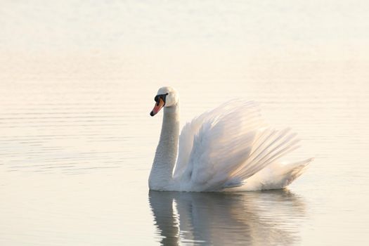 Swan on the lake at dawn.