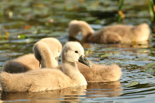 Young swans in a forest pond at dusk.