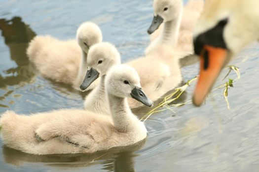 Young swans in a forest pond at dusk.