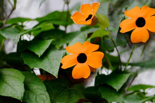 In summer, small orange flowers bloomed in close-up.Texture or background